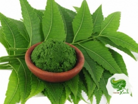 Neem Ấn Độ